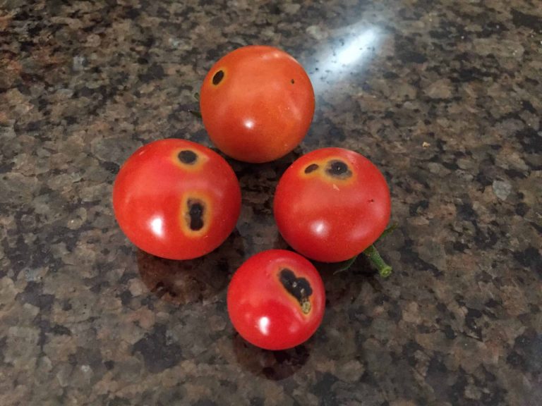 ¿Debería preocuparse por las manchas negras en los tomates?