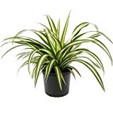 American Plant Exchange Spider Plant Easy Care Live, 6 '...